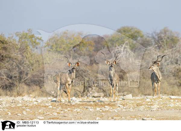 Groe Kudus / greater kudus / MBS-12113