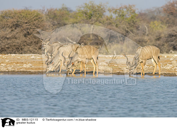 greater kudus / MBS-12115