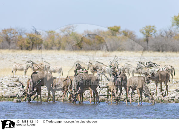 greater kudus / MBS-12119