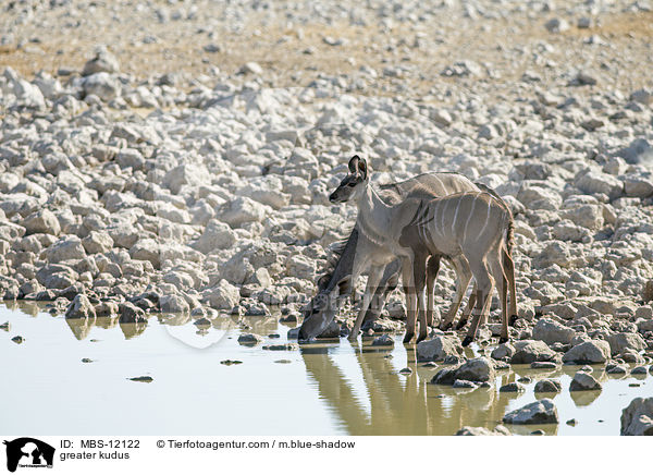 Groe Kudus / greater kudus / MBS-12122