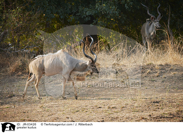 greater kudus / JR-03426