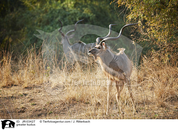 greater kudus / JR-03427