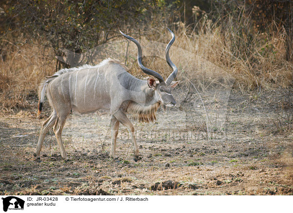 greater kudu / JR-03428