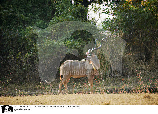 Groer Kudu / greater kudu / JR-03429