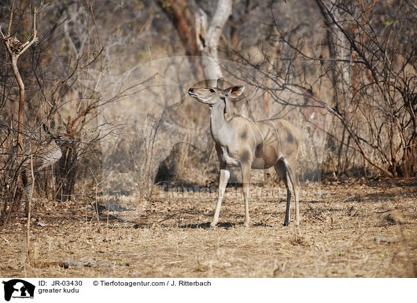 Groer Kudu / greater kudu / JR-03430