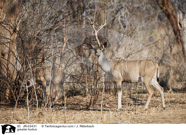 greater kudus / JR-03431