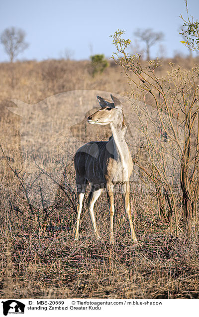 stehender Groer Kudu / standing Zambezi Greater Kudu / MBS-20559
