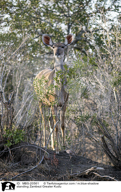 standing Zambezi Greater Kudu / MBS-20561