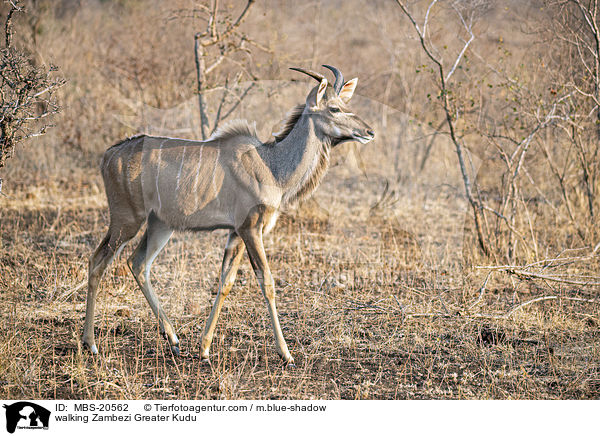 laufender Groer Kudu / walking Zambezi Greater Kudu / MBS-20562