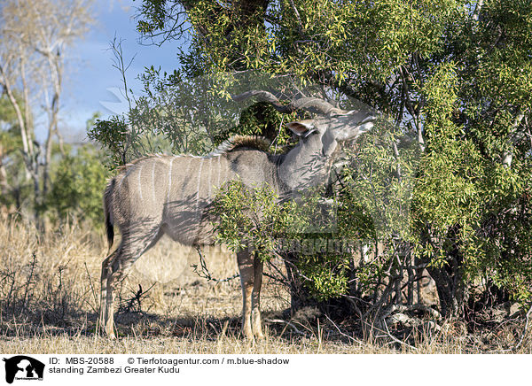 standing Zambezi Greater Kudu / MBS-20588