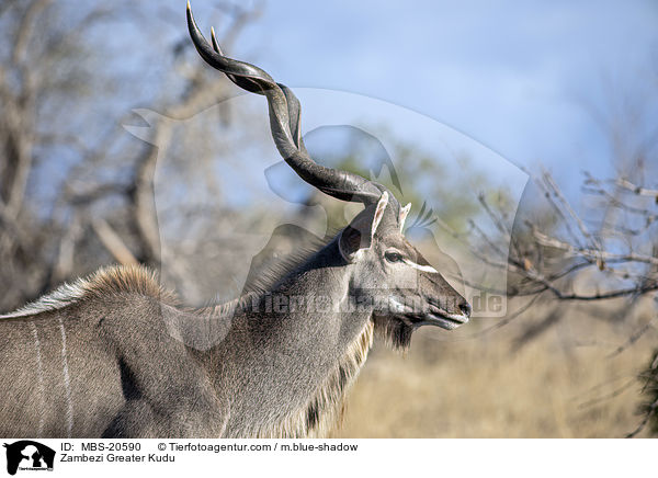 Groer Kudu / Zambezi Greater Kudu / MBS-20590