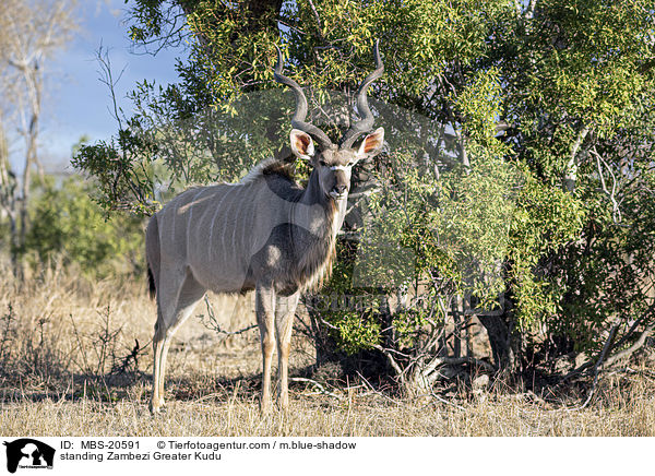 standing Zambezi Greater Kudu / MBS-20591