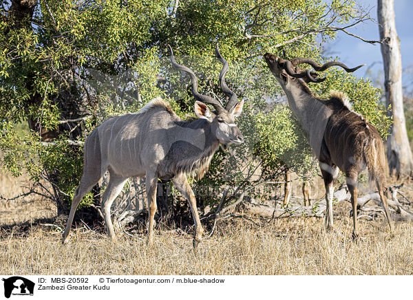 Groer Kudu / Zambezi Greater Kudu / MBS-20592