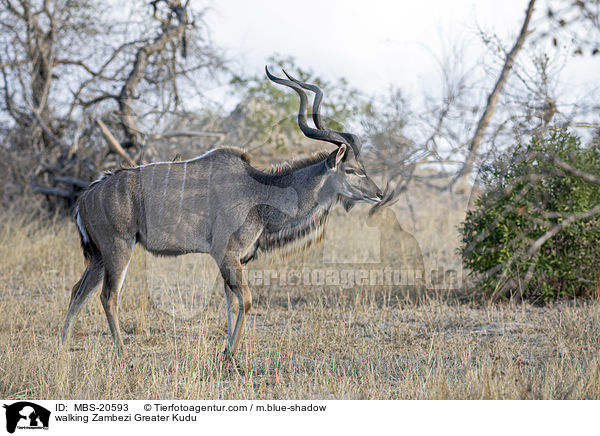 laufender Groer Kudu / walking Zambezi Greater Kudu / MBS-20593