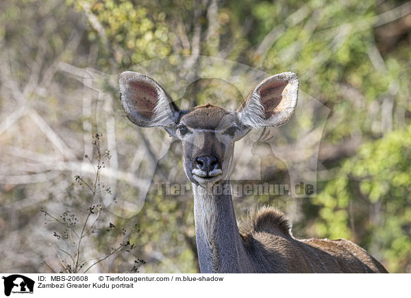 Groer Kudu Portrait / Zambezi Greater Kudu portrait / MBS-20608