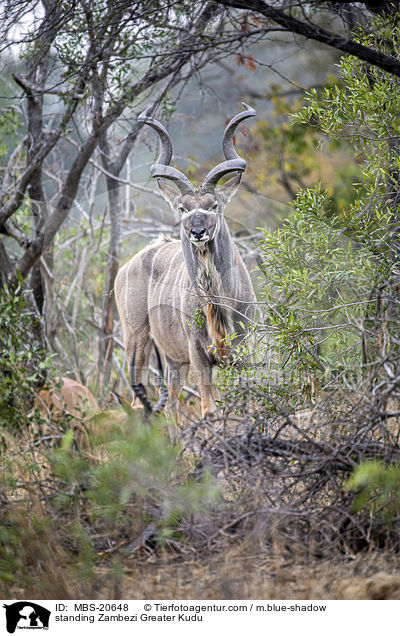 stehender Groer Kudu / standing Zambezi Greater Kudu / MBS-20648