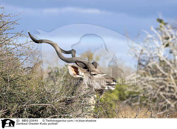 Groer Kudu Portrait / Zambezi Greater Kudu portrait / MBS-20649
