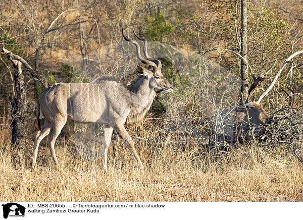 walking Zambezi Greater Kudu / MBS-20655