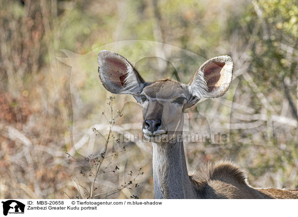 Groer Kudu Portrait / Zambezi Greater Kudu portrait / MBS-20658