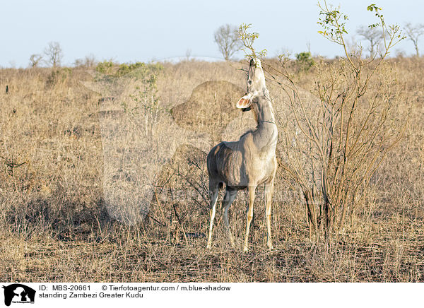 stehender Groer Kudu / standing Zambezi Greater Kudu / MBS-20661