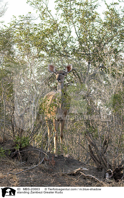 stehender Groer Kudu / standing Zambezi Greater Kudu / MBS-20663