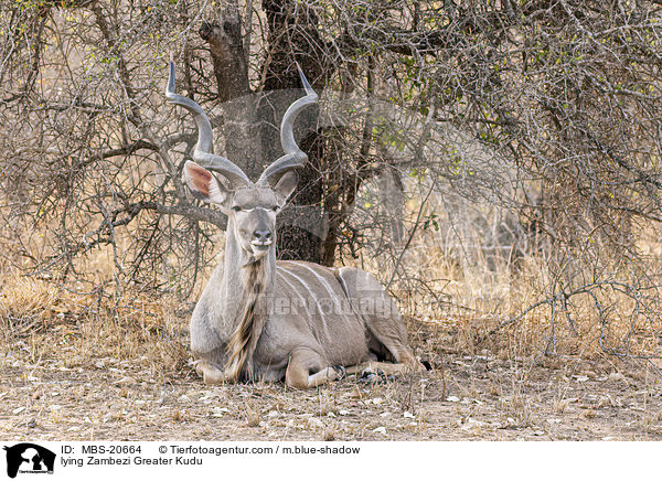liegender Groer Kudu / lying Zambezi Greater Kudu / MBS-20664