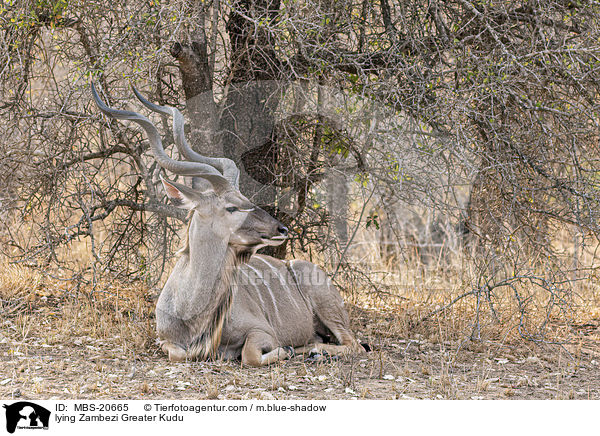 lying Zambezi Greater Kudu / MBS-20665