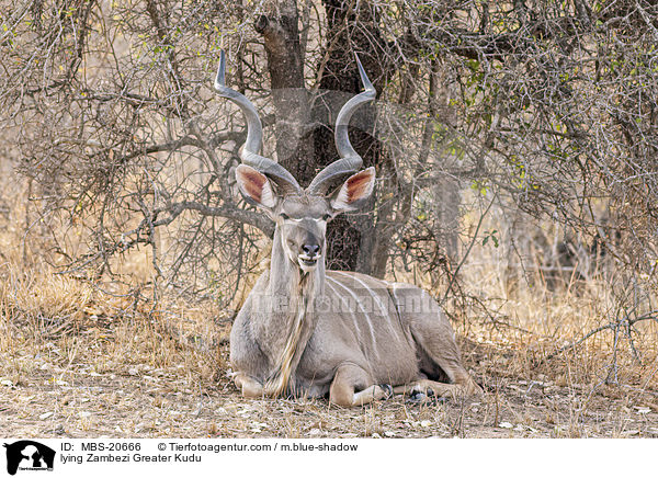 lying Zambezi Greater Kudu / MBS-20666