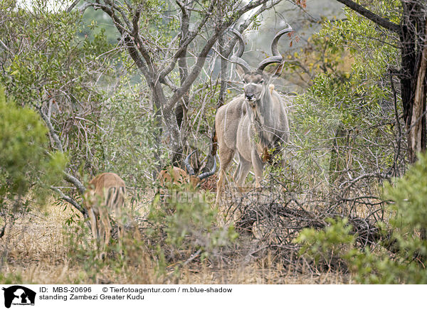 standing Zambezi Greater Kudu / MBS-20696