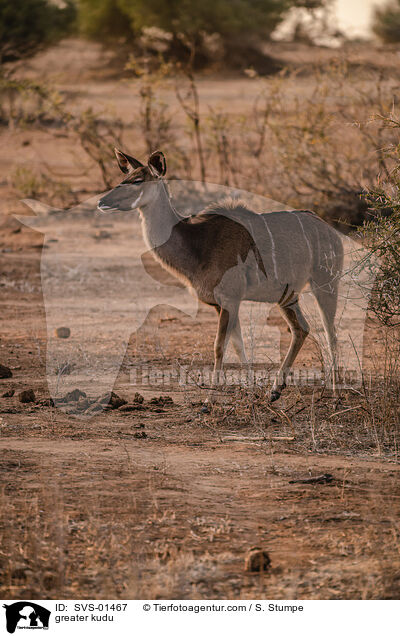 Groer Kudu / greater kudu / SVS-01467