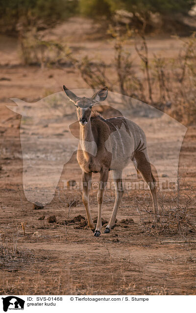 greater kudu / SVS-01468