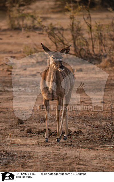 Groer Kudu / greater kudu / SVS-01469