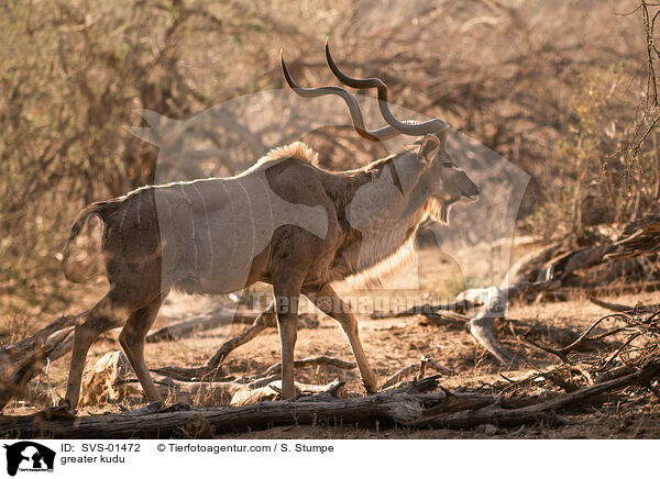 greater kudu / SVS-01472