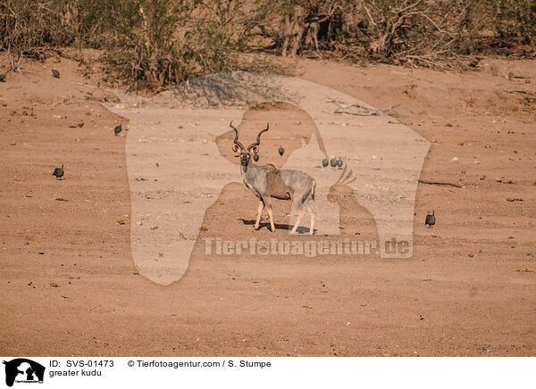 greater kudu / SVS-01473
