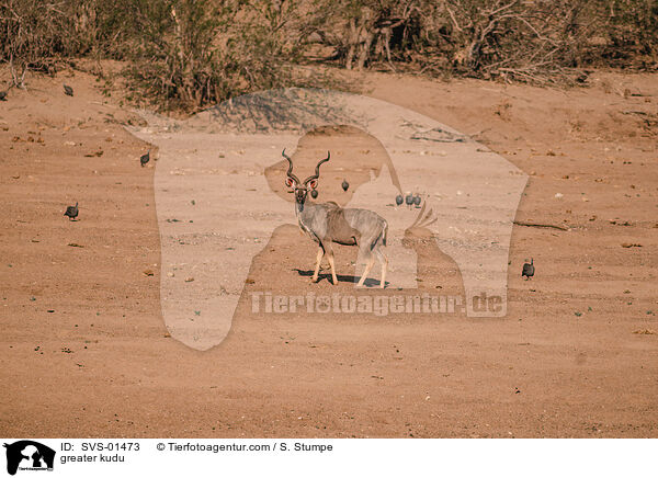Groer Kudu / greater kudu / SVS-01473