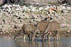 greater kudus