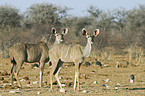 greater kudus