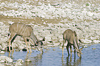 drinking greater kudus