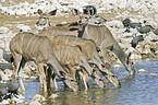 drinking greater kudus