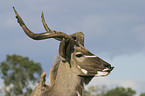 greater kudu portrait