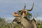 greater kudu portrait