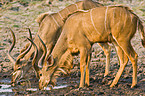 greater kudus