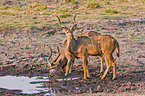 greater kudus