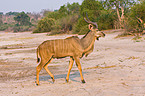 greater kudu