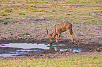 greater kudu