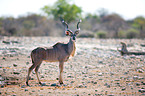 greater kudu