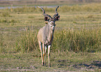 greater kudu