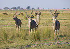 greater kudus