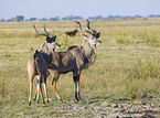 greater kudus