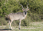 greater kudu